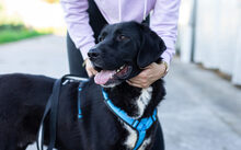 JAKE SULLY, Hund, Mischlingshund in Rennertshofen - Bild 1