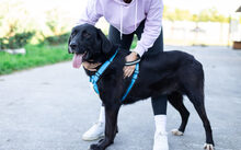 JAKE SULLY, Hund, Mischlingshund in Rennertshofen - Bild 4