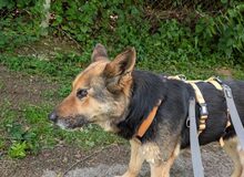 JUTTA, Hund, Deutscher Schäferhund-Mix in Rennertshofen - Bild 1