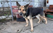 JUTTA, Hund, Deutscher Schäferhund-Mix in Rennertshofen - Bild 2