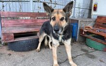 JUTTA, Hund, Deutscher Schäferhund-Mix in Rennertshofen - Bild 3