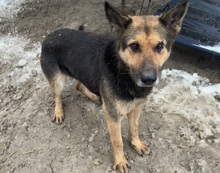 JUTTA, Hund, Deutscher Schäferhund-Mix in Rennertshofen - Bild 4