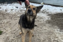 JUTTA, Hund, Deutscher Schäferhund-Mix in Rennertshofen - Bild 5