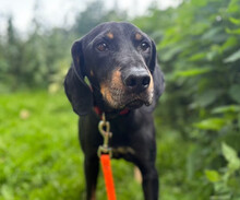 JOHNNIE, Hund, Mischlingshund in Aerzen - Bild 1