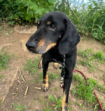 JOHNNIE, Hund, Mischlingshund in Aerzen - Bild 2