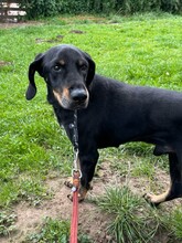 JOHNNIE, Hund, Mischlingshund in Aerzen - Bild 3