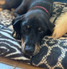 JOHNNIE, Hund, Mischlingshund in Aerzen - Bild 4