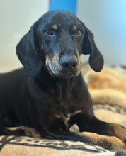 JOHNNIE, Hund, Mischlingshund in Aerzen - Bild 5