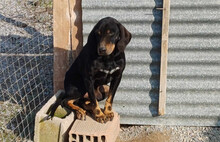 JOHNNIE, Hund, Mischlingshund in Aerzen - Bild 6