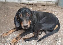 JOHNNIE, Hund, Mischlingshund in Aerzen - Bild 8