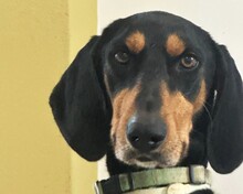 THANOULIS, Hund, Mischlingshund in Aerzen - Bild 1