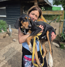 THANOULIS, Hund, Mischlingshund in Aerzen - Bild 3