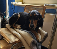 THANOULIS, Hund, Mischlingshund in Aerzen - Bild 4