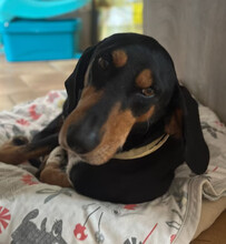 THANOULIS, Hund, Mischlingshund in Aerzen - Bild 5