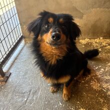 KIMBO, Hund, Dackel Mix? in Ungarn - Bild 1