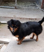 KIMBO, Hund, Dackel Mix? in Ungarn - Bild 2
