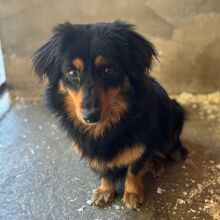 KIMBO, Hund, Dackel Mix? in Ungarn - Bild 3