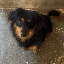 KIMBO, Hund, Dackel Mix? in Ungarn - Bild 4