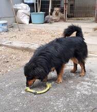 KIMBO, Hund, Dackel Mix? in Ungarn - Bild 5