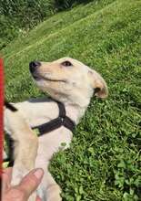 TONI, Hund, Mischlingshund in Schnaitsee - Bild 1