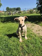 TONI, Hund, Mischlingshund in Schnaitsee - Bild 2