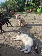 TONI, Hund, Mischlingshund in Schnaitsee - Bild 4
