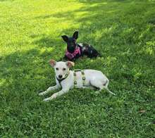 TONI, Hund, Mischlingshund in Schnaitsee - Bild 5