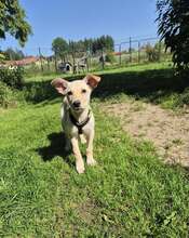 TONI, Hund, Mischlingshund in Schnaitsee - Bild 6