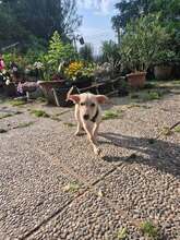 TONI, Hund, Mischlingshund in Schnaitsee - Bild 8