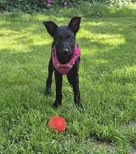 EBONY, Hund, Mischlingshund in Schnaitsee - Bild 1