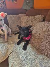 EBONY, Hund, Mischlingshund in Schnaitsee - Bild 2