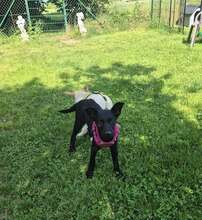 EBONY, Hund, Mischlingshund in Schnaitsee - Bild 3