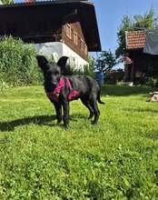 EBONY, Hund, Mischlingshund in Schnaitsee - Bild 4