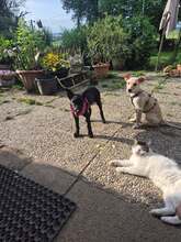 EBONY, Hund, Mischlingshund in Schnaitsee - Bild 5
