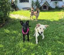 EBONY, Hund, Mischlingshund in Schnaitsee - Bild 6
