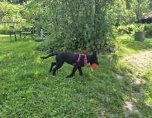 EBONY, Hund, Mischlingshund in Schnaitsee - Bild 8