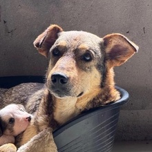 AIKA, Hund, Mischlingshund in Rumänien - Bild 1