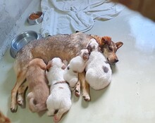 AIKA, Hund, Mischlingshund in Rumänien - Bild 4
