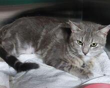 LAZINA, Katze, Europäisch Kurzhaar in Italien - Bild 1