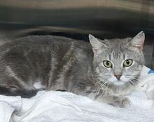 LAZINA, Katze, Europäisch Kurzhaar in Italien - Bild 2