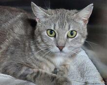LAZINA, Katze, Europäisch Kurzhaar in Italien - Bild 3