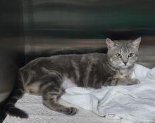 LAZINA, Katze, Europäisch Kurzhaar in Italien - Bild 5