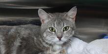 LAZINA, Katze, Europäisch Kurzhaar in Italien - Bild 6