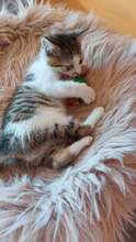 PISI, Katze, Europäisch Kurzhaar in Bulgarien - Bild 1