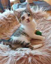 PISI, Katze, Europäisch Kurzhaar in Bulgarien - Bild 10