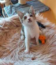 PISI, Katze, Europäisch Kurzhaar in Bulgarien - Bild 11