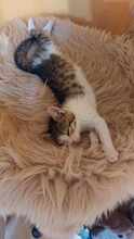 PISI, Katze, Europäisch Kurzhaar in Bulgarien - Bild 12