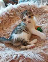 PISI, Katze, Europäisch Kurzhaar in Bulgarien - Bild 3