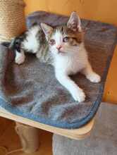 PISI, Katze, Europäisch Kurzhaar in Bulgarien - Bild 4