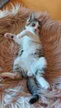 PISI, Katze, Europäisch Kurzhaar in Bulgarien - Bild 5